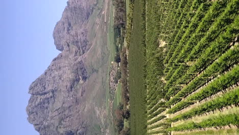 Luftparallaxe-über-Weinreben,-Die-Im-Südafrikanischen-Weinberg-Wachsen