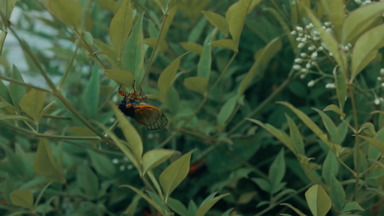 A cicada crawling on a leaf outside on a summy day.