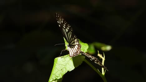 Schmetterling-Im-Blatt-Uhd-Mp4-4k.-.