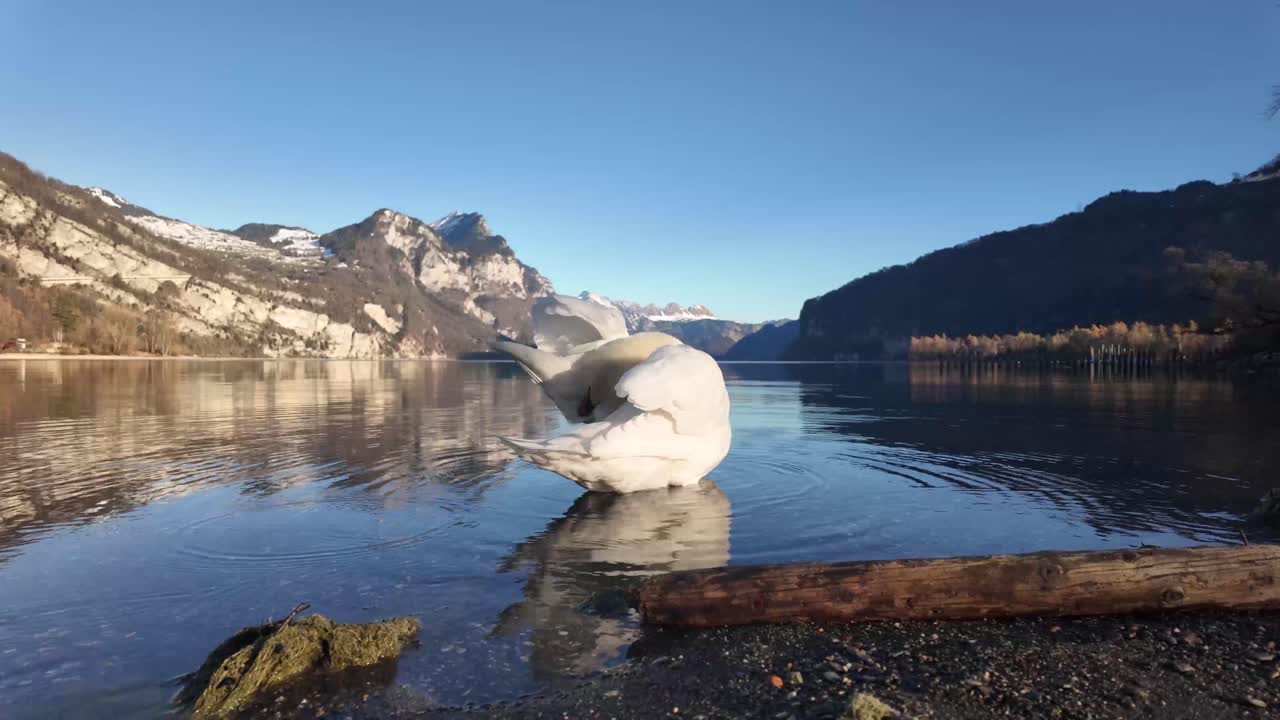 Swan majestic wild bird white feathers over Walensee lake Walen Switzerland fauna nature