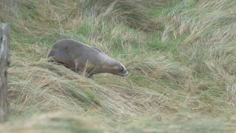 a furry sea lion carefully going down the bushy land on a fine day - wide shot