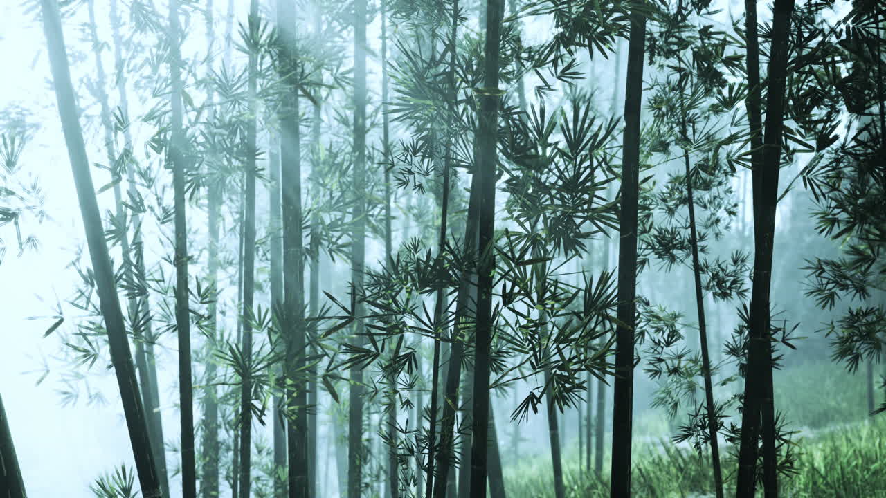 안개가 가득한 대나무 숲