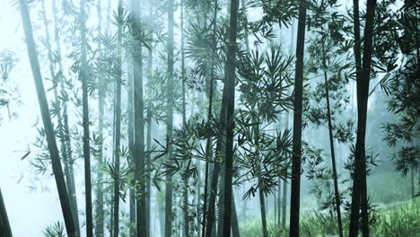 el bosque de bambú brumoso