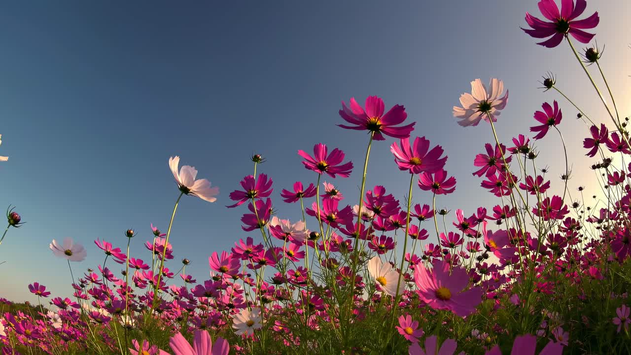 Video vivace con fiori ripresi da una bassa angolazione con un cielo terso sullo sfondo, per un'esperienza coinvolgente