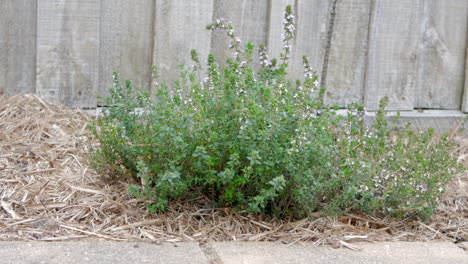 Planta-De-Hierba-De-Tomillo-Cultivada-En-Casa