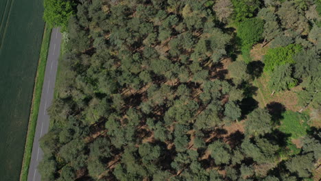 volando sobre el bosque mirando hacia abajo sobre los árboles