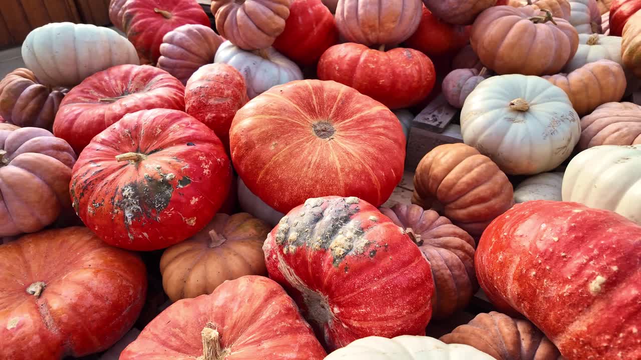 Close-up of colorful pumpkins and courgettes and squash, organic vegetables and healthy eating