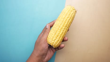 en holding a corn cob on table