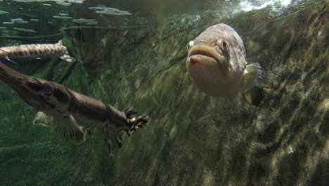 various fish swimming