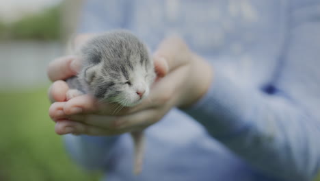 Baby-Hält-Neugeborenes-Kätzchen