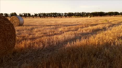 campo con balas de heno después de la cosecha al atardecer