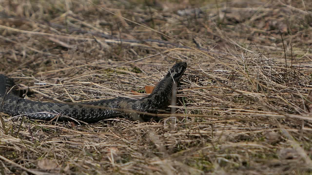 Huggorm som slingrar sig i det vilda, orm som rör sig på torrt gräs.