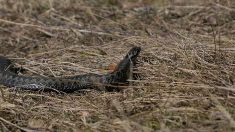 Viper-slithering-in-wild,-snake-moving-on-dry-grass