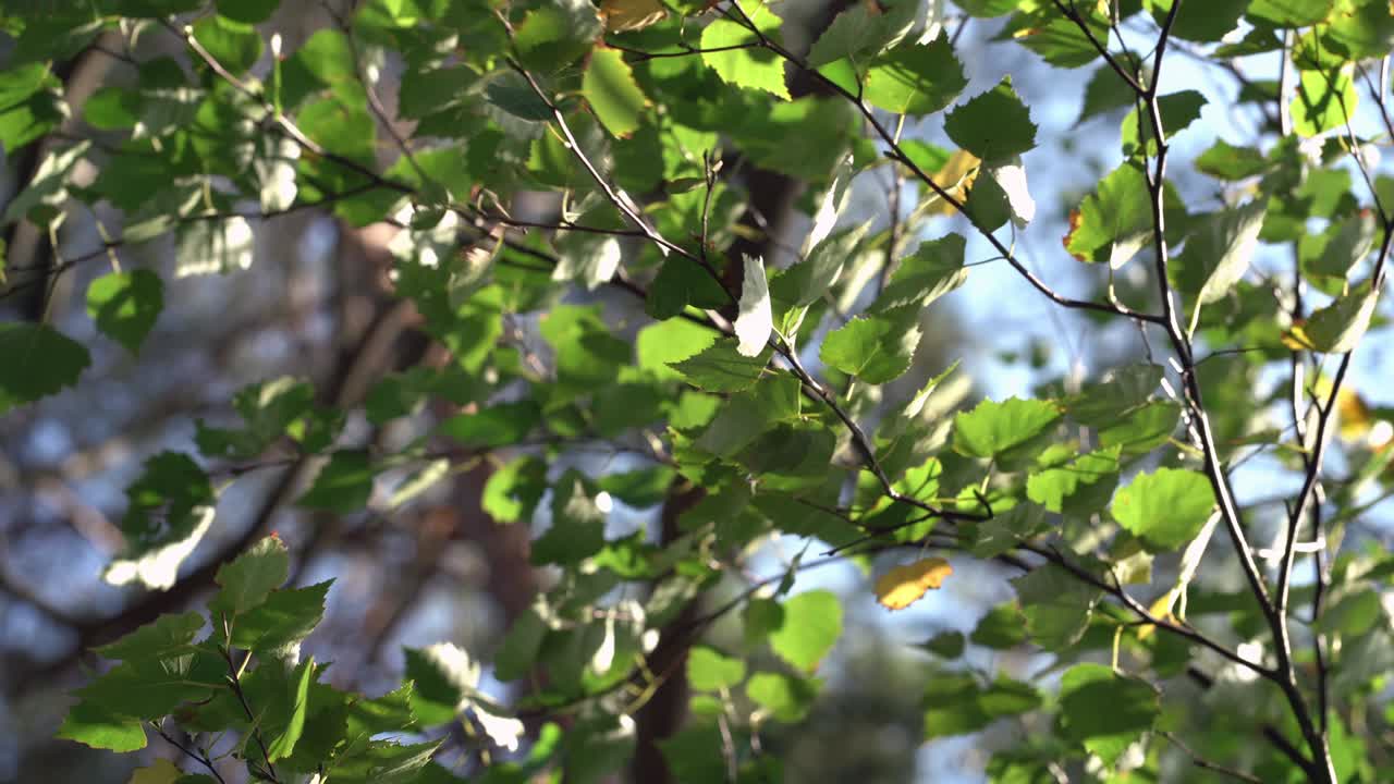 Birch leaves sway from the wind