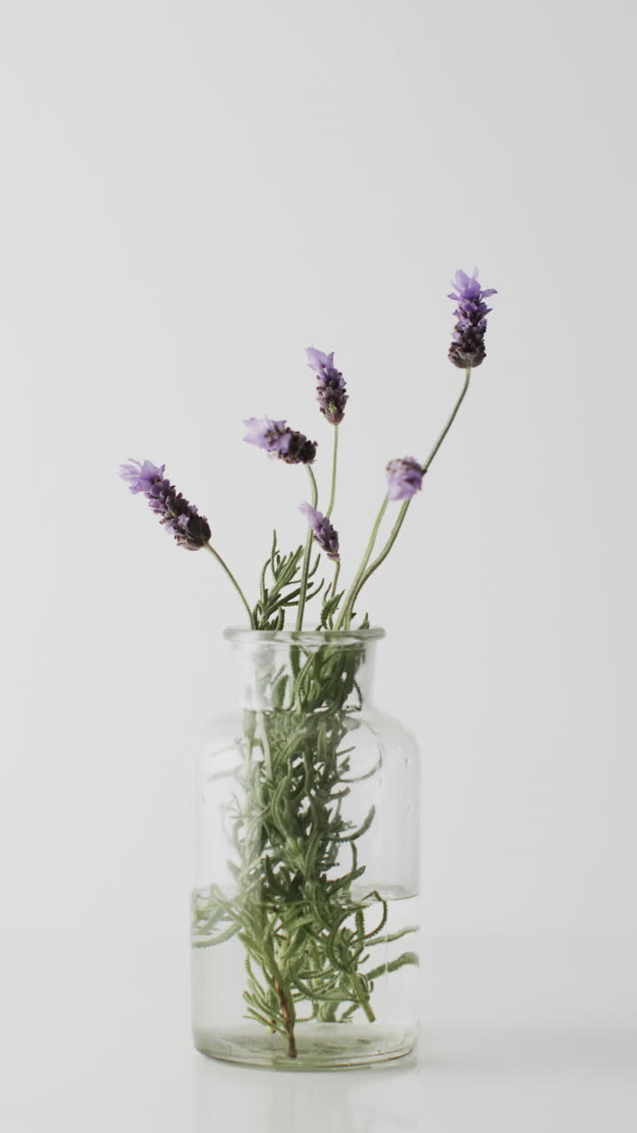 Video verticale di fiori di lavanda in vaso di vetro con spazio per il testo su sfondo bianco