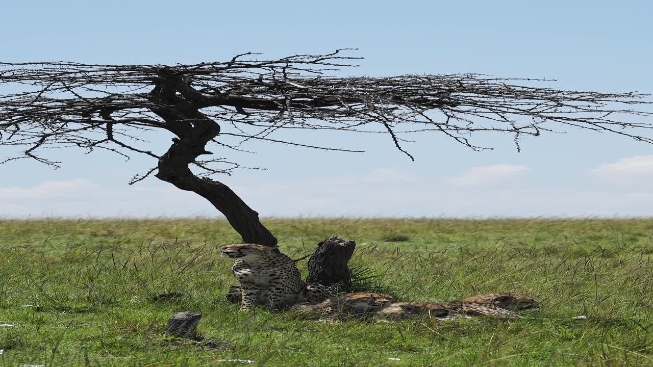 Vertical African Wildlife Shot of Cheetah on Animals Safari in Africa, Vertical African Wildlife Cheetah Video for Social Media Instagram Reels and Tiktok of Cheetah in Maasai Mara in Kenya