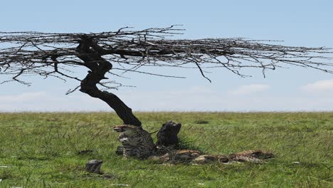 vertical african wildlife shot of cheetah on animals safari in africa, vertical african wildlife cheetah video for social media instagram reels and tiktok of cheetah in maasai mara in kenya