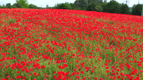 Ein-Ganzes-Feld-Ist-Voller-Rot-Blühender-Mohnblumen