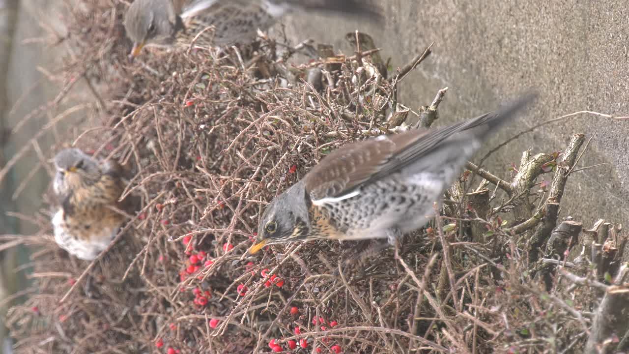fieldfares de cerca comiendo bayas