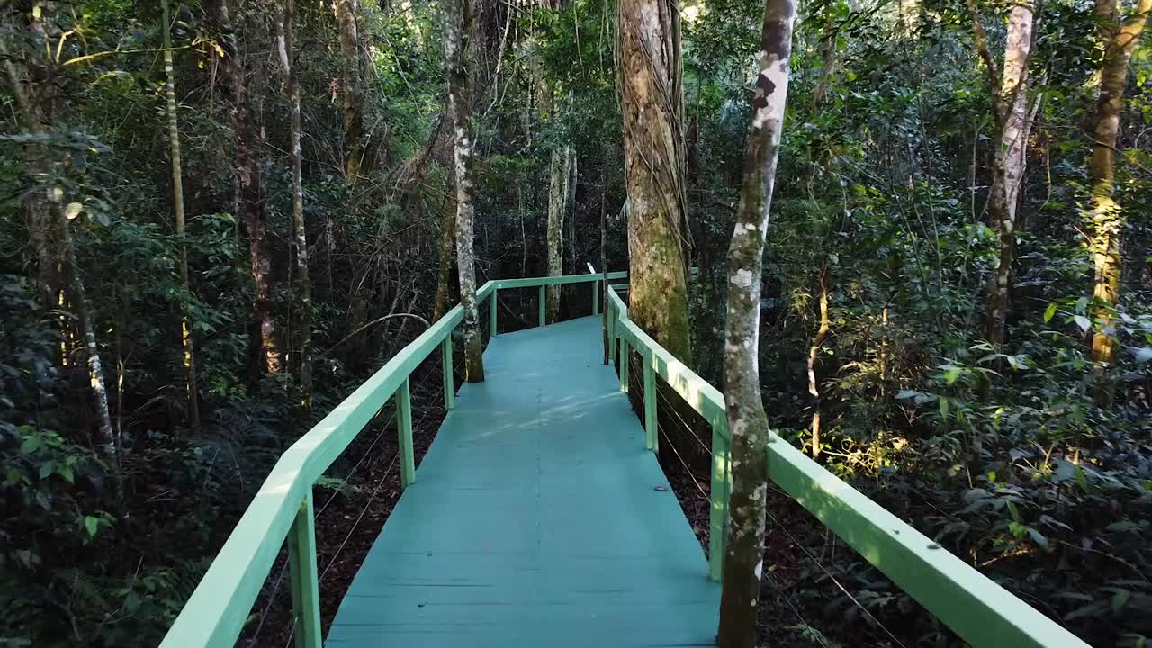 A winding wooden walkway through a dense jungle, leading into nature’s peaceful embrace
