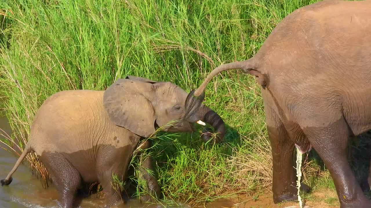 어린 코끼리가 강에서 나와서 고, 암 코끼리가 소변을 하고, 또 다른 코끼리가 물 밖으로 나와서