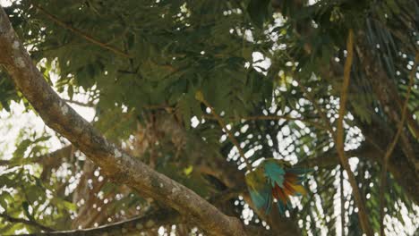 tracking shot of colorful macaw parrot flying to next branch of green tree in jungle of costa rica