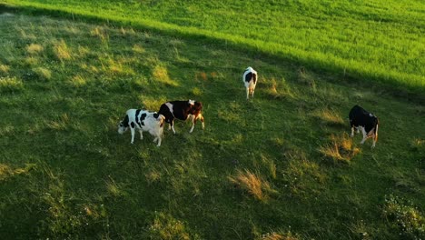 Relaxed-dairy-cattle-grazing-on-green-pastures