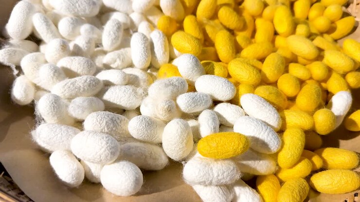 White and yellow cocoons displayed in a basket