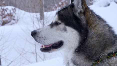 close view from the side of the head of a husky in the snow