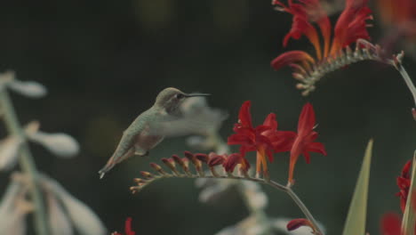 Tiny-Hummingbird-flying-around-red-flowers-and-looks-towards-camera,-slowmotion