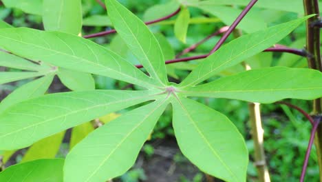 cassava leaves blow by wind