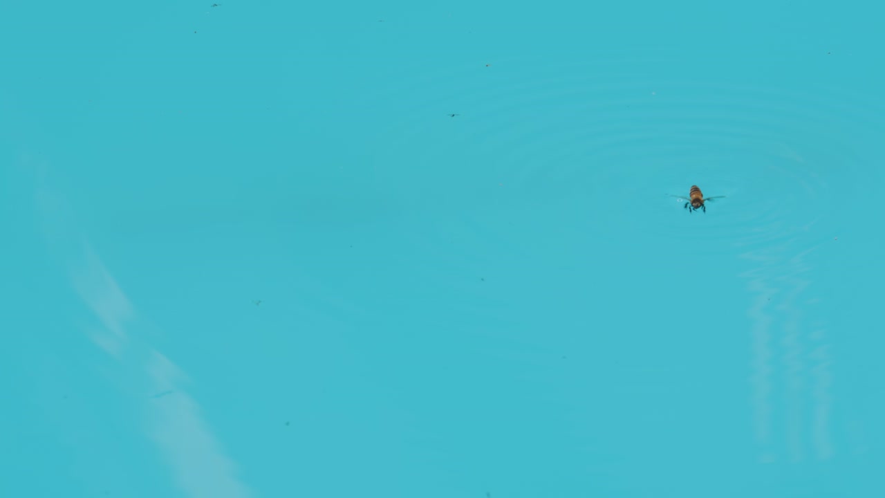 Bee in pool struggling to escape
