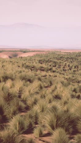 grass field in a desert landscape