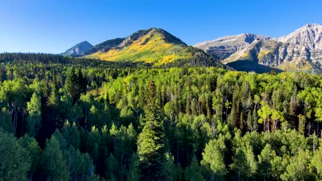 Volando-Desde-Detrás-De-Un-Pino-Alto-Para-Revelar-Una-Impresionante-Escena-Montañosa-A-Principios-De-Otoño-Con-Los-álamos-Amarillos-En-El-Pico-Distante