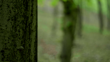 woman hiking in a forest with a basket