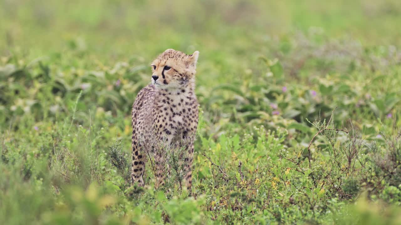 bebé guepardo en cámara lenta caminando, lindo cachorro de guepardo caminando en el serengeti en áfrica en el parque nacional del serengetti en tanzania, pequeños animales jóvenes de cerca en los animales de safari de la vida silvestre africana