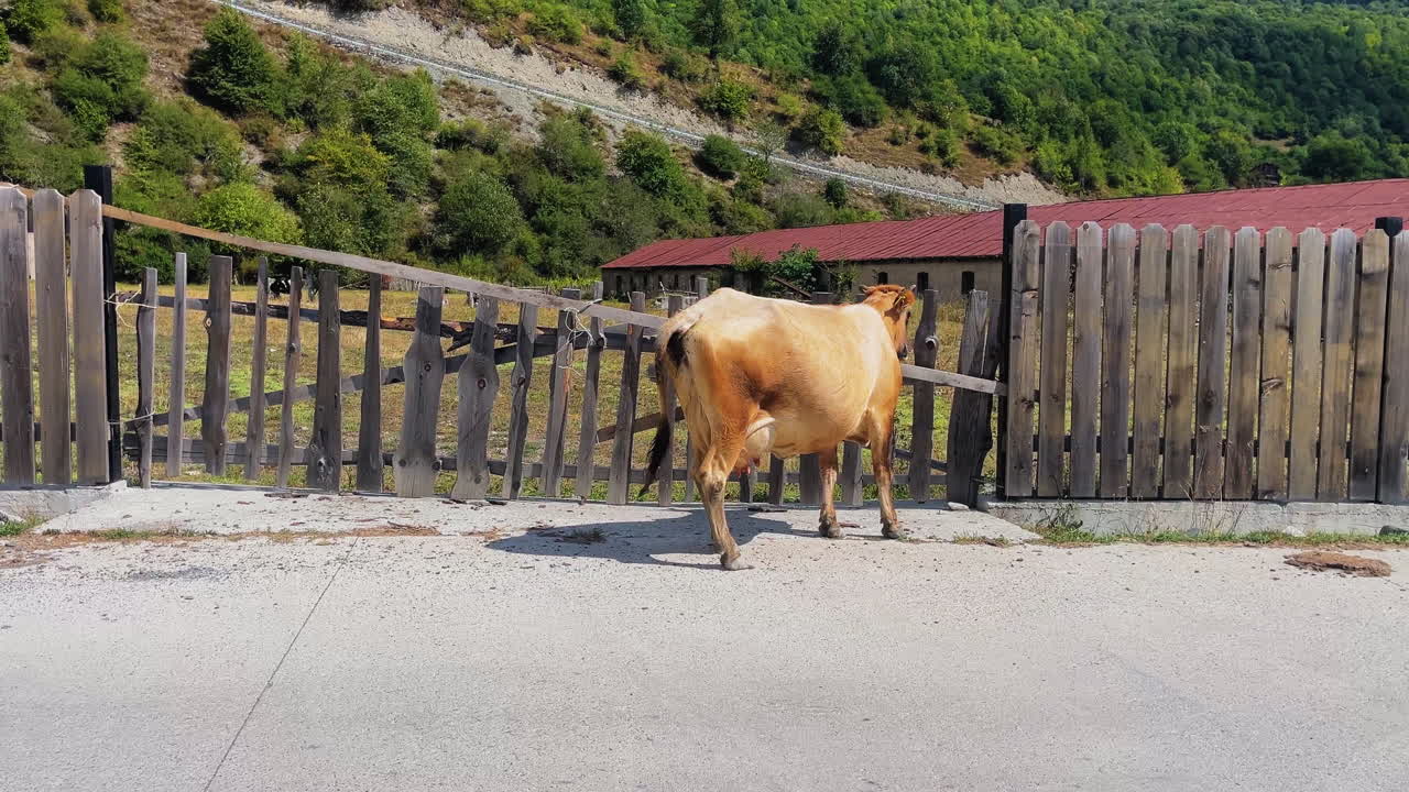 A brown cow walks on a paved road in a rural scene. It is near a wooden fence that encloses a green field