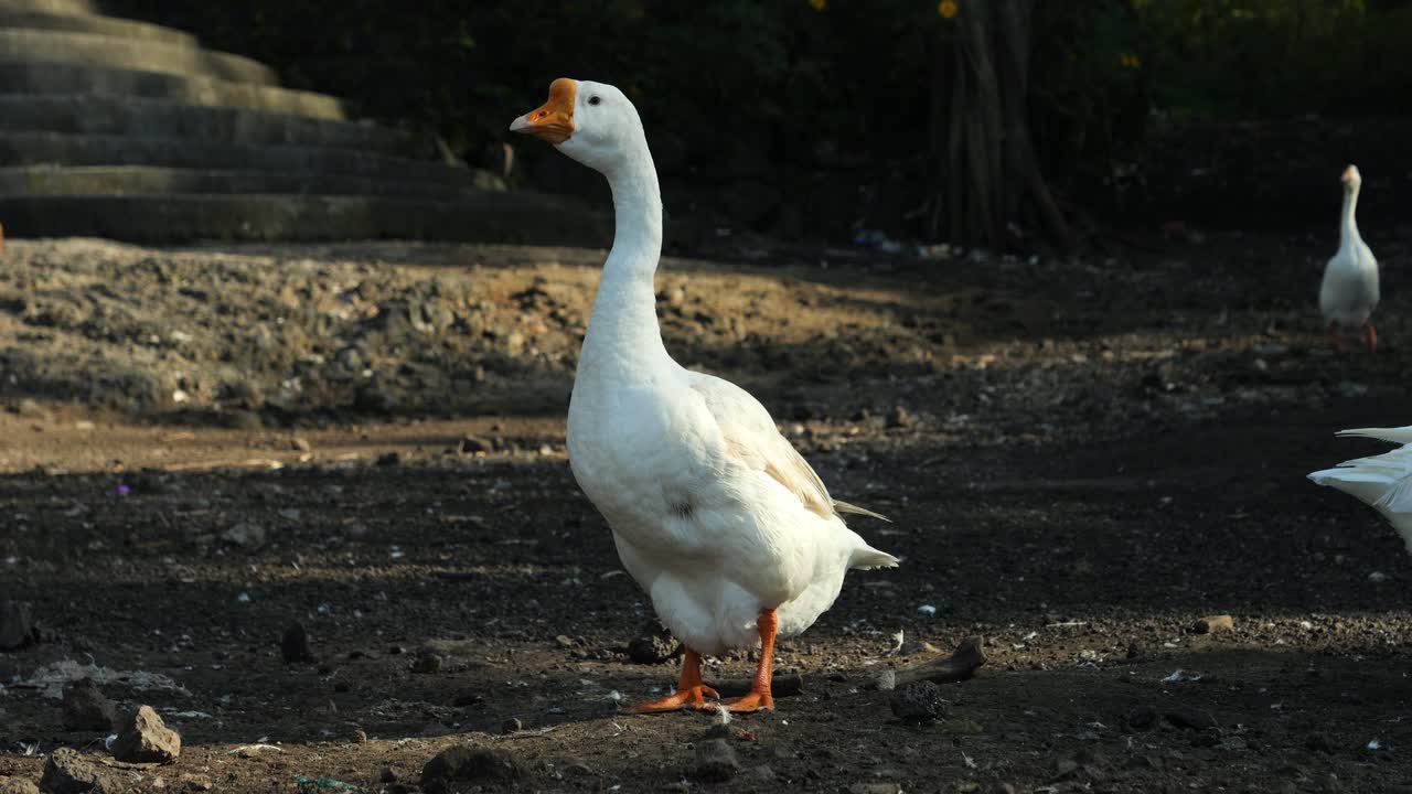 disparo estático en cámara lenta de un ganso balinés corriendo en manada en el lago volcánico batur danau batur