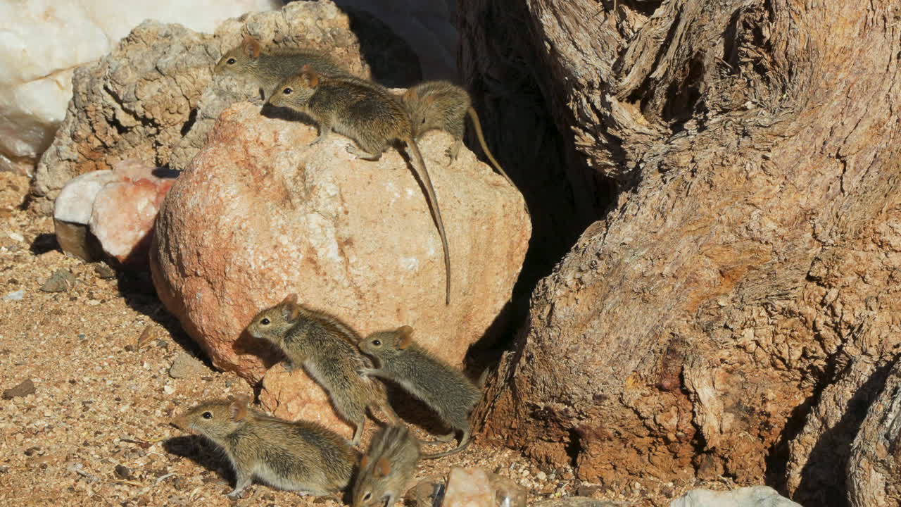 Three four-striped grass mice on a small rock. Four more next to them on the sand. A young mouse rests its front legs on the back of an older mouse. Shot during morning light in semi-desert.