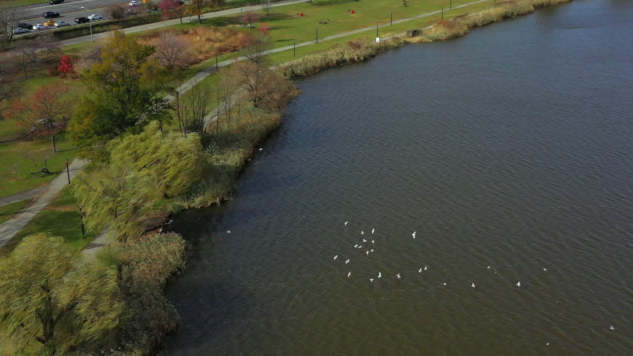 órbita aérea en el sentido de las agujas del reloj, en cámara lenta, mientras las gaviotas vuelan bajo sobre el lago de prado