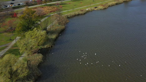 aerial clockwise orbit, in slow motion, as seagulls fly low over meadow lake