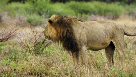 lion roaring in the savannah in central kalahari game reserve, botswana