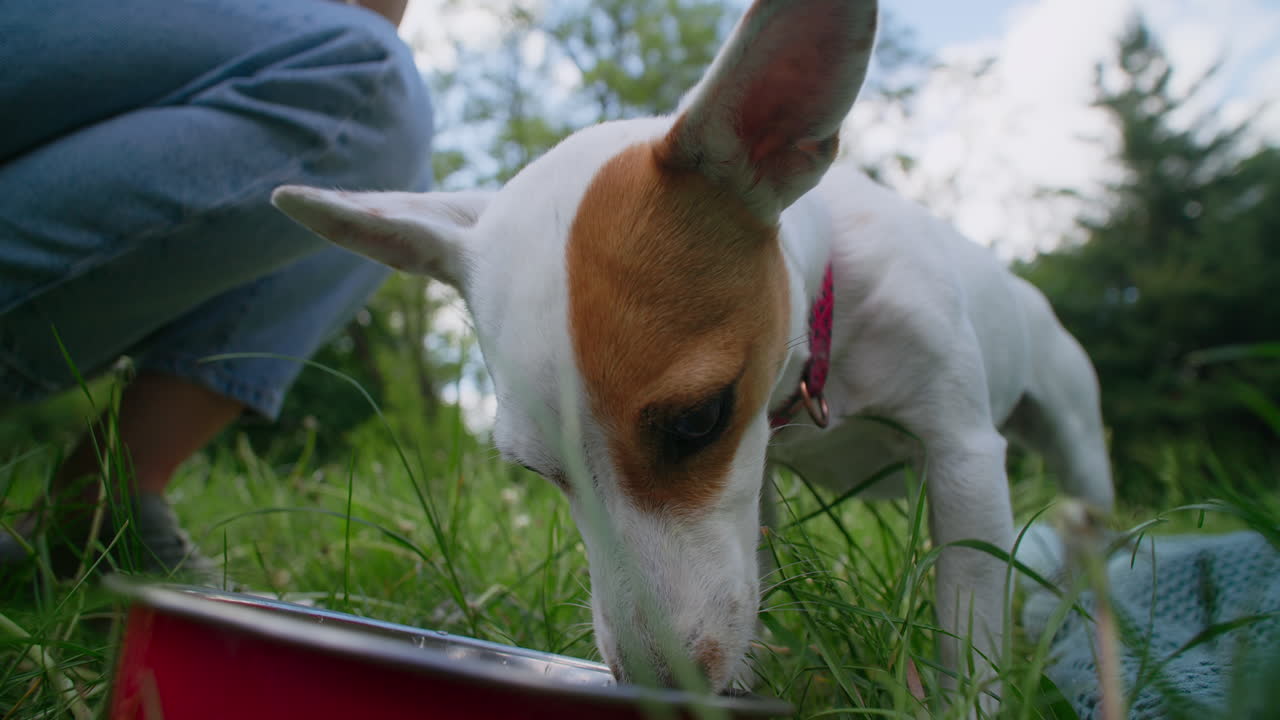 Dog drinking water in a park