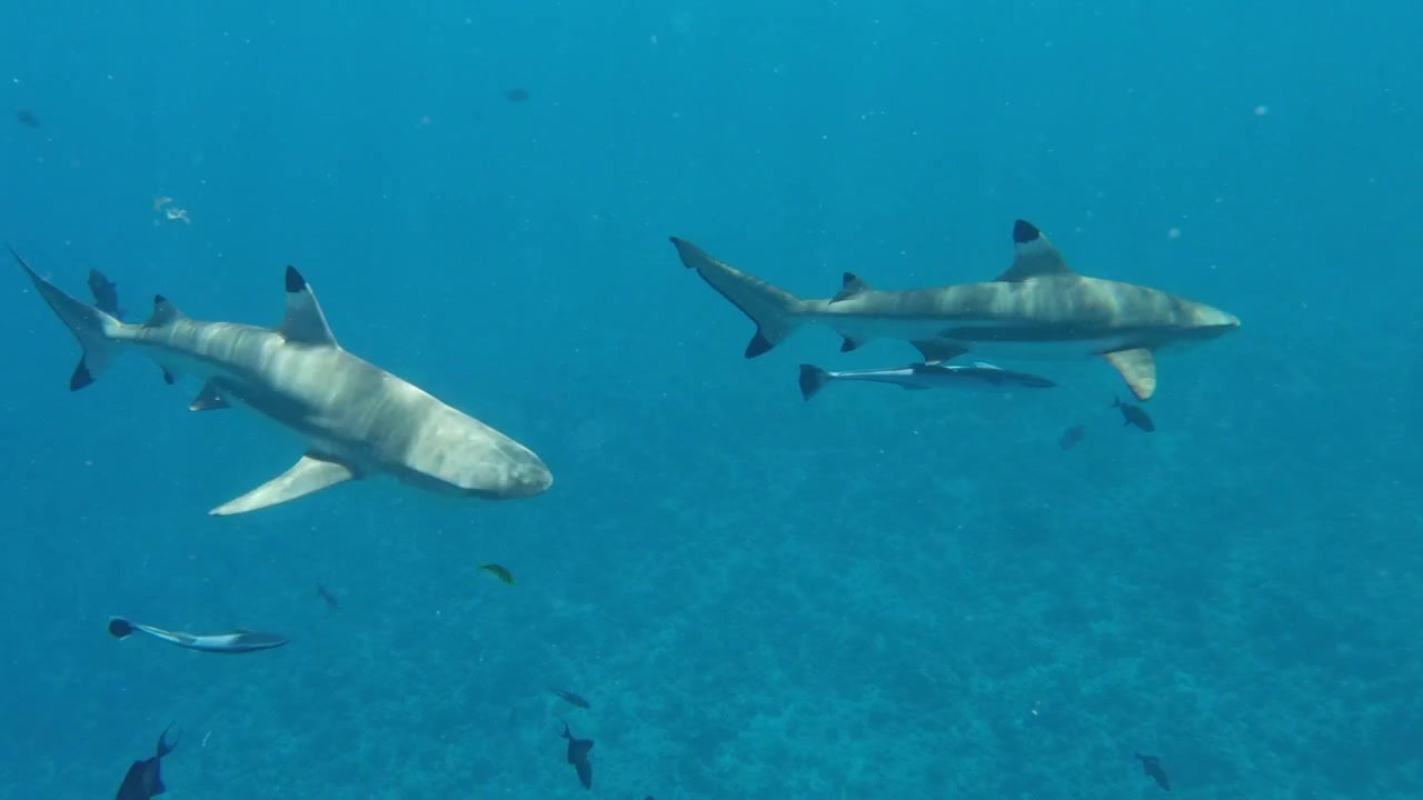 A pair of oceanic black tip reef sharks spotted off the coast of Bora Bora