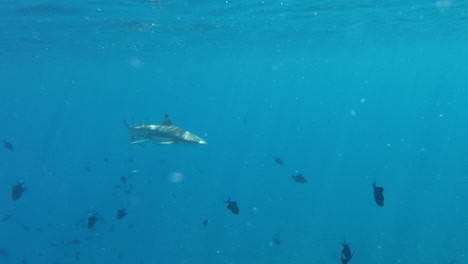 Un-Par-De-Tiburones-Oceánicos-De-Arrecife-De-Punta-Negra-Avistados-Frente-A-La-Costa-De-Bora-Bora.