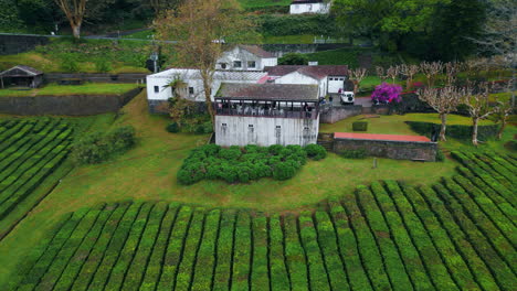 tea fields farmer houses nature aerial view. smooth rows green bushes farm land