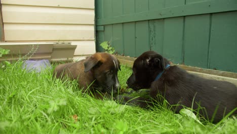 two puppies playing with a stick against a fence in backyard, 4k slow motion