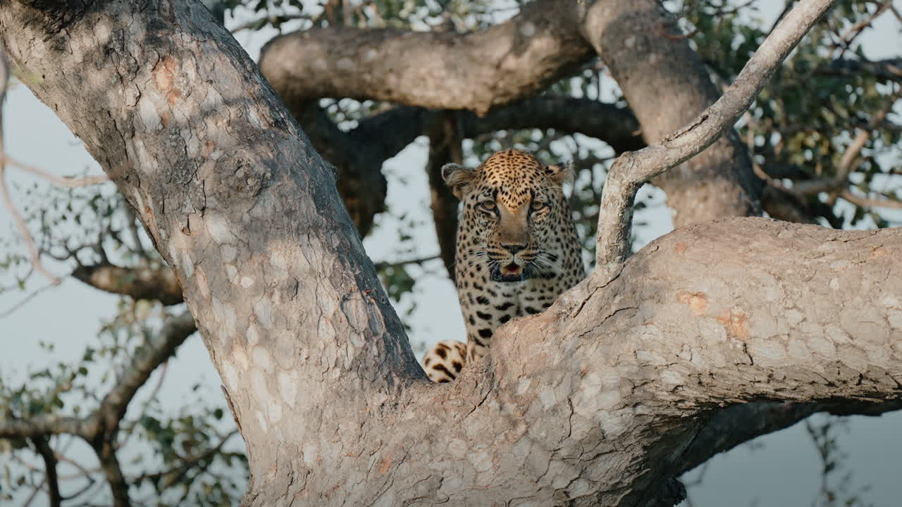 Leopard in Tree