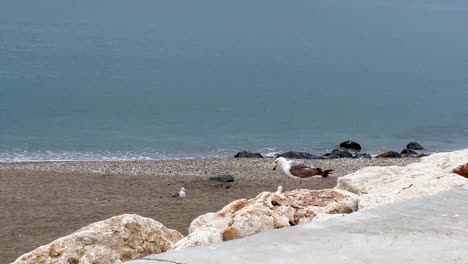 group-of-seagulls-at-the-beach,-cloudy-day