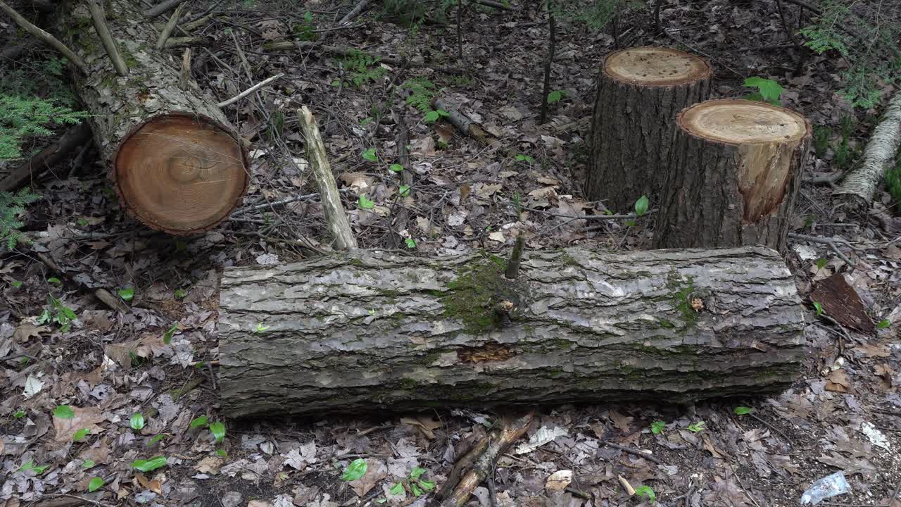 Pieces of cut wood forming a beautiful arrangement on the forest floor, with lots of dead leaves and a touch of greenery